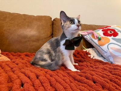 Sydney Belle thumbnail 8