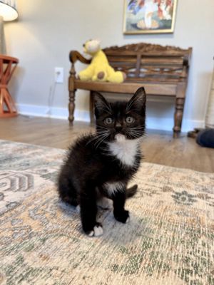 Poe Purrkins Little Lovebug thumbnail 3