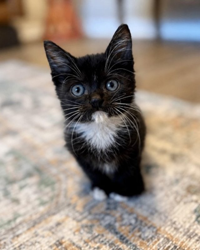 Poe Purrkins Little Lovebug - Photo 1