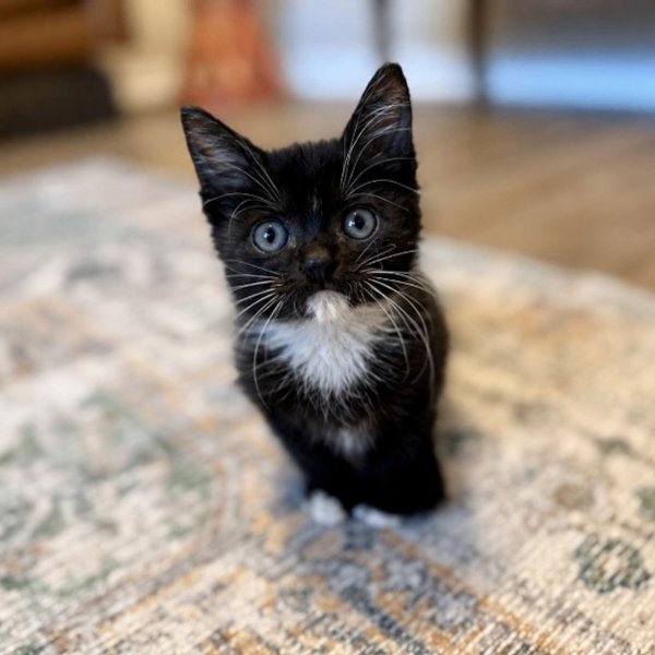 Poe Purrkins Little Lovebug, a Tuxedo cat available for adoption