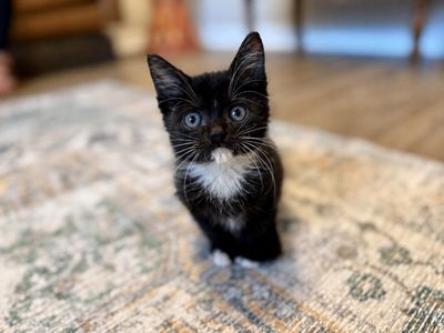 Poe Purrkins Little Lovebug thumbnail 1