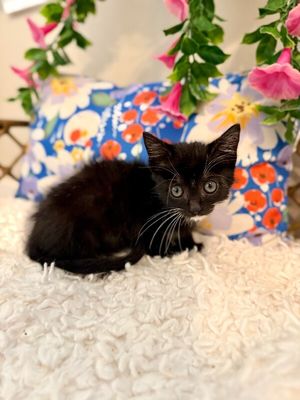 Poe Purrkins Little Lovebug thumbnail 7