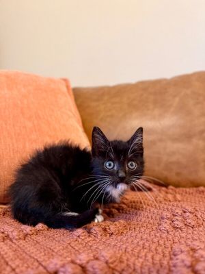 Poe Purrkins Little Lovebug thumbnail 10