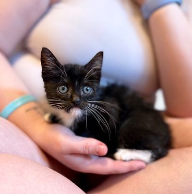Poe Purrkins Little Lovebug thumbnail 4