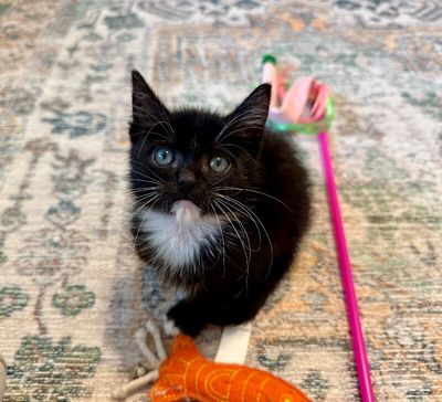 Poe Purrkins Little Lovebug thumbnail 8