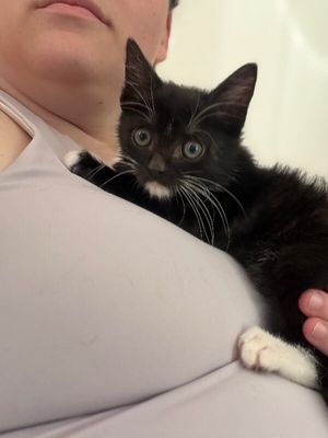 Poe Purrkins Little Lovebug thumbnail 6