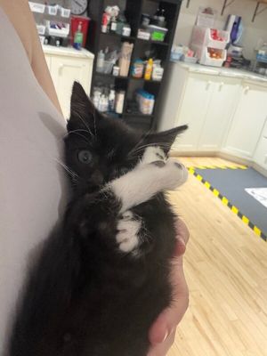 Poe Purrkins Little Lovebug thumbnail 9