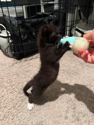 Poe Purrkins Little Lovebug thumbnail 5