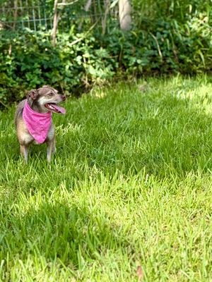 Phoebe PeeWee Ark thumbnail 13