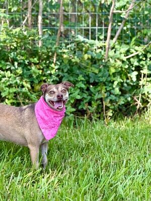 Phoebe PeeWee Ark thumbnail 9