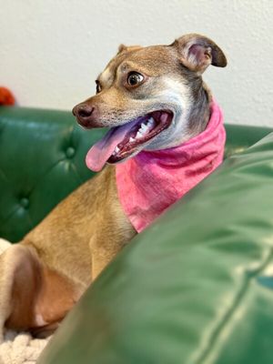 Phoebe PeeWee Ark thumbnail 5