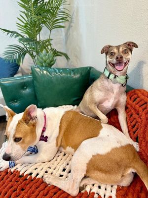Phoebe PeeWee Ark thumbnail 2