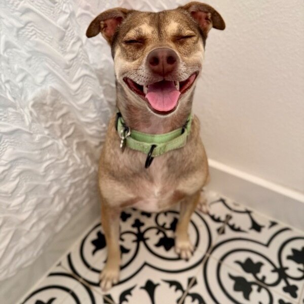 Phoebe PeeWee Ark, a Chihuahua dog