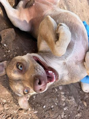 Phoebe PeeWee Ark thumbnail 15