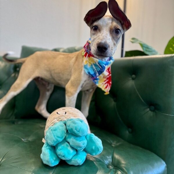 Tanner Too Cute, a Pit Bull Terrier dog