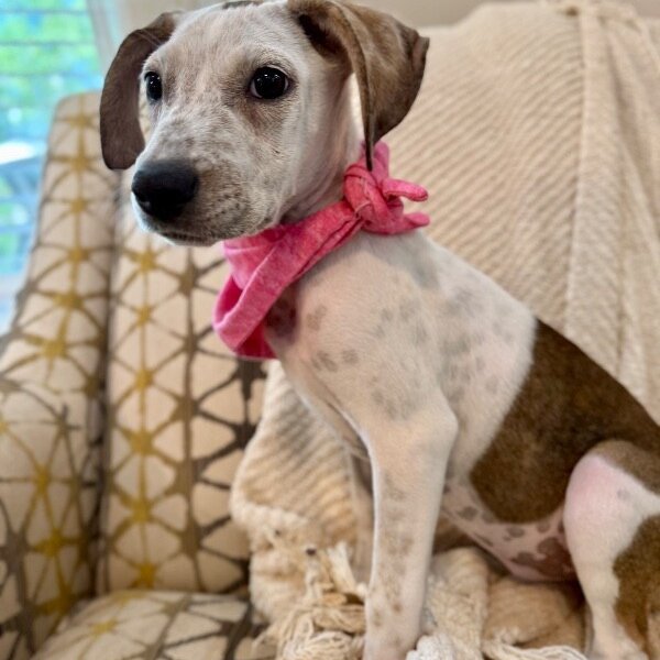 Courtney the Cutie, a Pit Bull Terrier dog