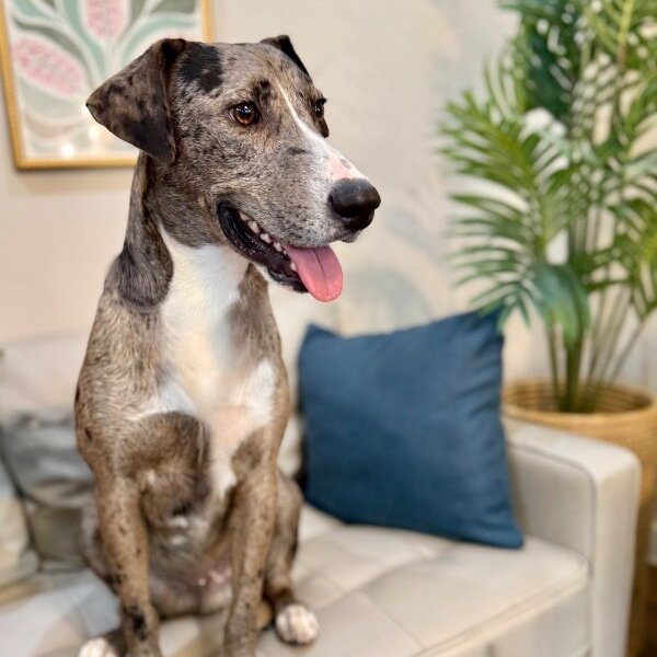 Durango Delightful, a Catahoula Leopard Dog dog