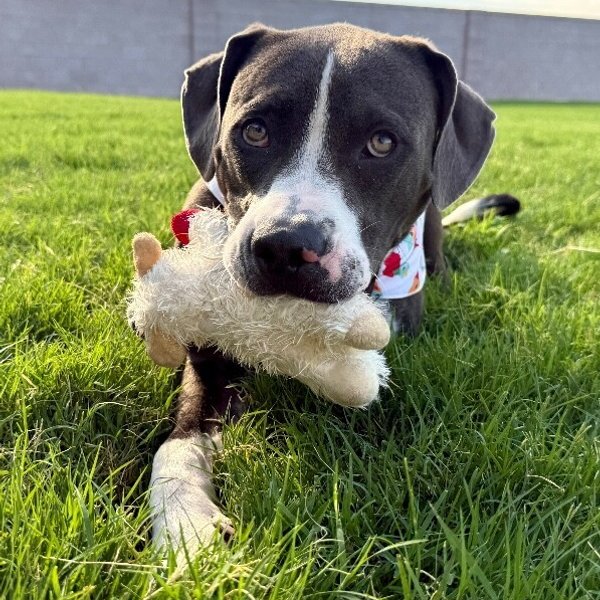 Major Virgil Goofball, a American Staffordshire Terrier dog