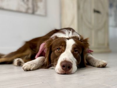 Luna Love Struck thumbnail 2
