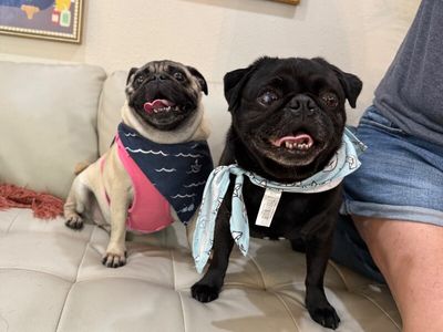 Popeye Potato Pugboat thumbnail 7
