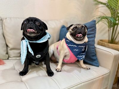 Popeye Potato Pugboat thumbnail 5