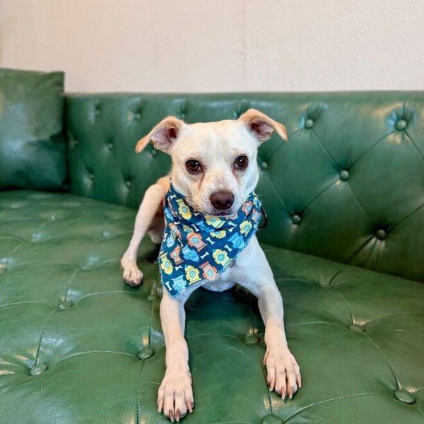 Leto Bean Little Goofy Lover, a Chihuahua dog