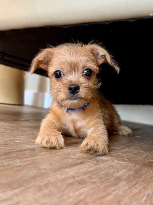 Cracker Jack in a Box thumbnail 1