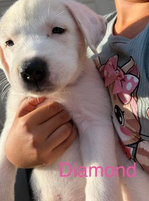 Diamond Social So Sweet thumbnail 3