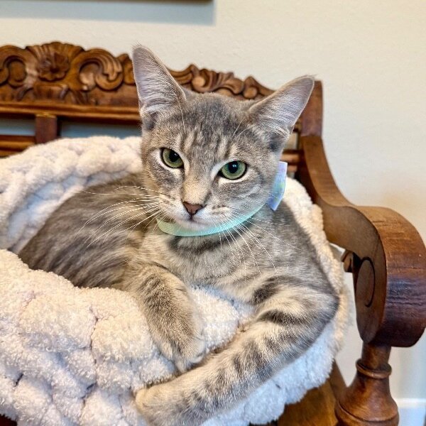 Smeagle Shah, a Domestic Short Hair cat available for adoption