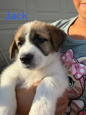 Jack Jack Sugar thumbnail 10