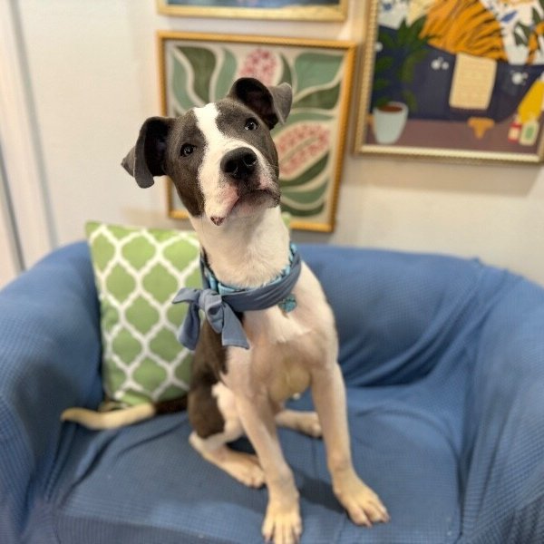 Merlin the Magical Pup, a Pit Bull Terrier dog
