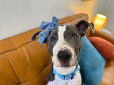 Ouzo Merlin the Magical Pup thumbnail 15