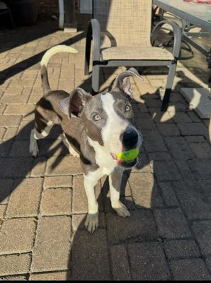 Ouzo Merlin the Magical Pup thumbnail 8