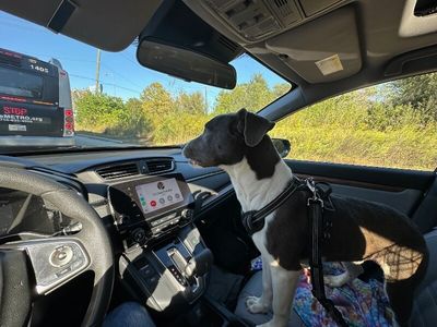 Ouzo Merlin the Magical Pup thumbnail 3