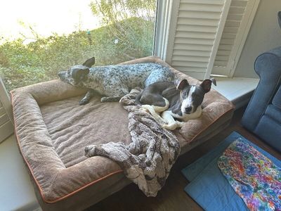 Ouzo Merlin the Magical Pup thumbnail 6