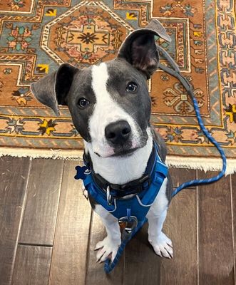 Ouzo Merlin the Magical Pup thumbnail 9