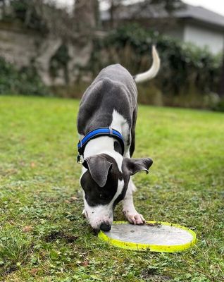 Ouzo Merlin the Magical Pup thumbnail 5