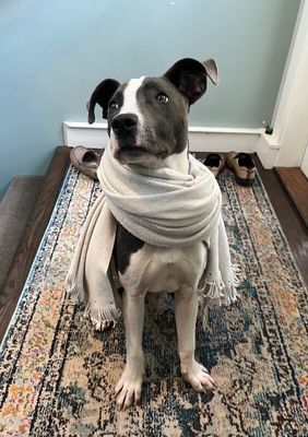 Ouzo Merlin the Magical Pup thumbnail 7