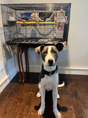 Ouzo Merlin the Magical Pup thumbnail 10