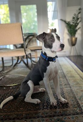 Ouzo Merlin the Magical Pup thumbnail 13