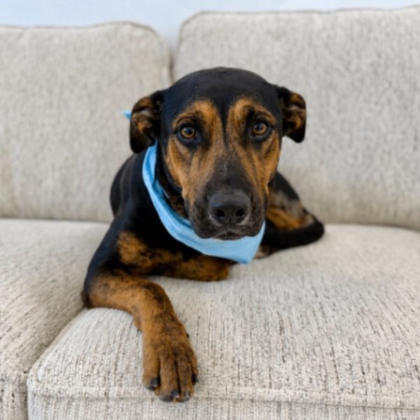 Drew So Softly, a Labrador Retriever dog available for adoption