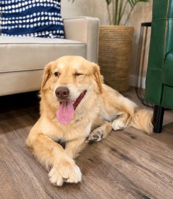 Zeus King of the Goldens thumbnail 2