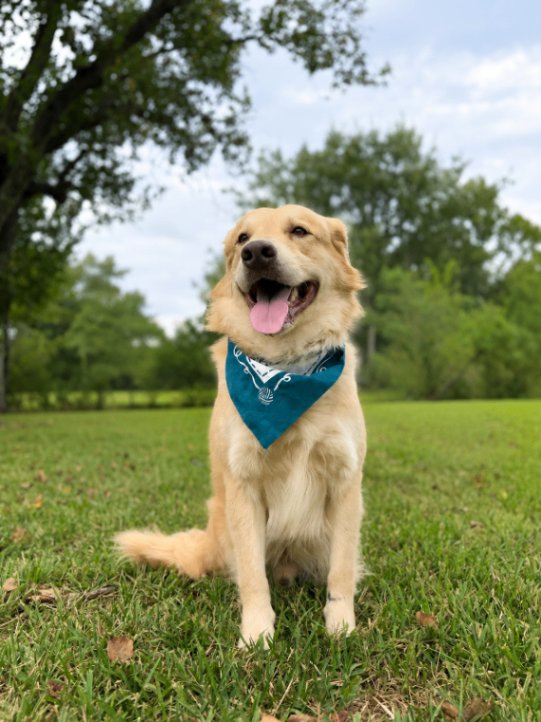 Zeus King of the Goldens - Photo 1