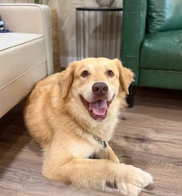 Zeus King of the Goldens thumbnail 7