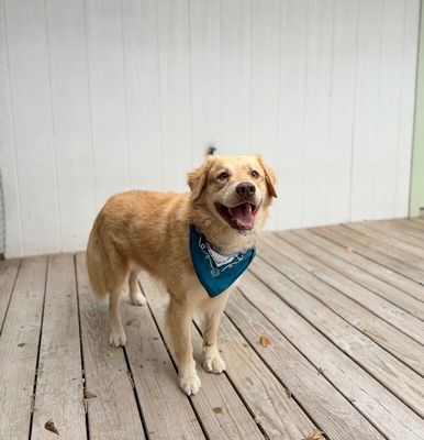 Zeus King of the Goldens thumbnail 3