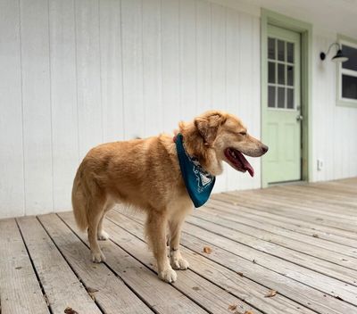 Zeus King of the Goldens thumbnail 12