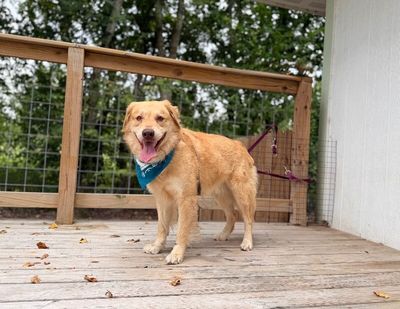 Zeus King of the Goldens thumbnail 14