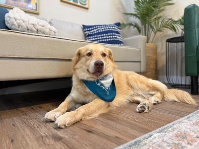 Zeus King of the Goldens thumbnail 15