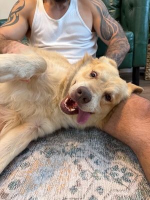 Zeus King of the Goldens thumbnail 13