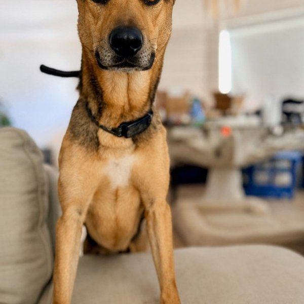 Valor Waterbug, a Black Mouth Cur dog
